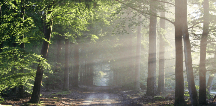 Weg durch den Wald mit Bäumen links und rechts – Übung für Vertrauen ins Leben